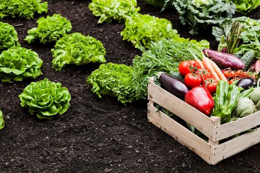 Cagette de légumes frais récoltés dans un potager bénéficiant d'aides financières