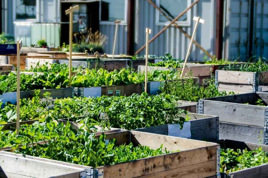 Bacs de culture surélevés dans une exploitation maraîchère urbaine