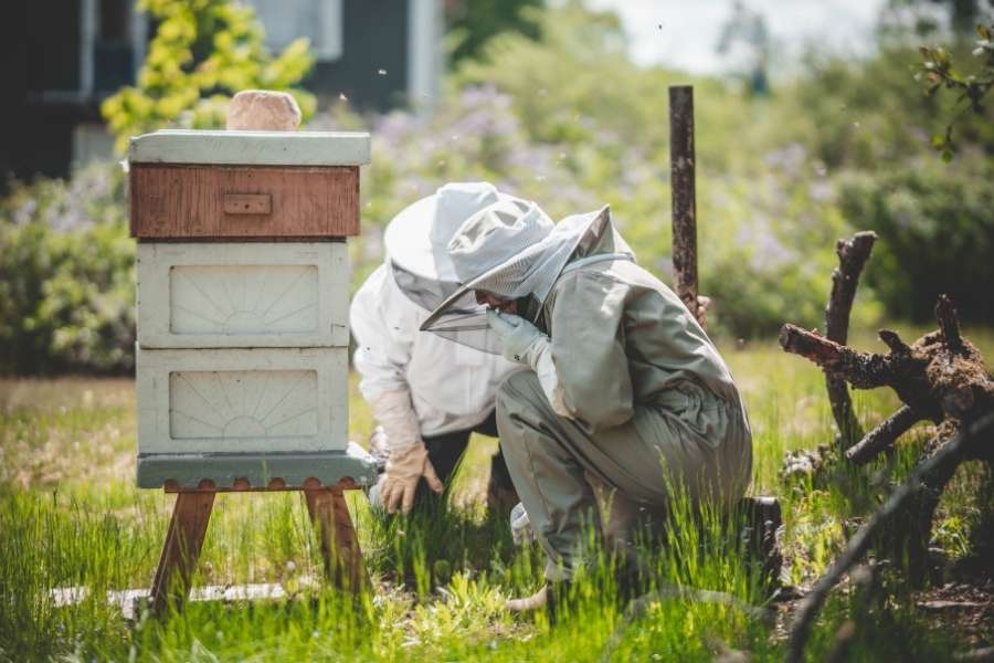 Contrôle d’une ruche après installation dans un environnement urbain Apiculteur inspectant une ruche blanche dans un jardin fleuri