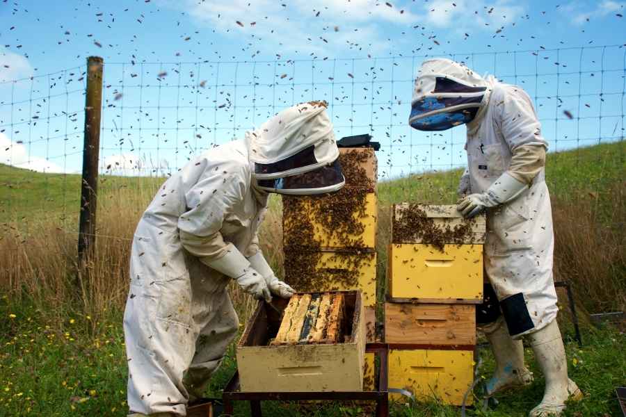 Deux apiculteurs en combinaison travaillant sur des ruches entourés d'abeilles