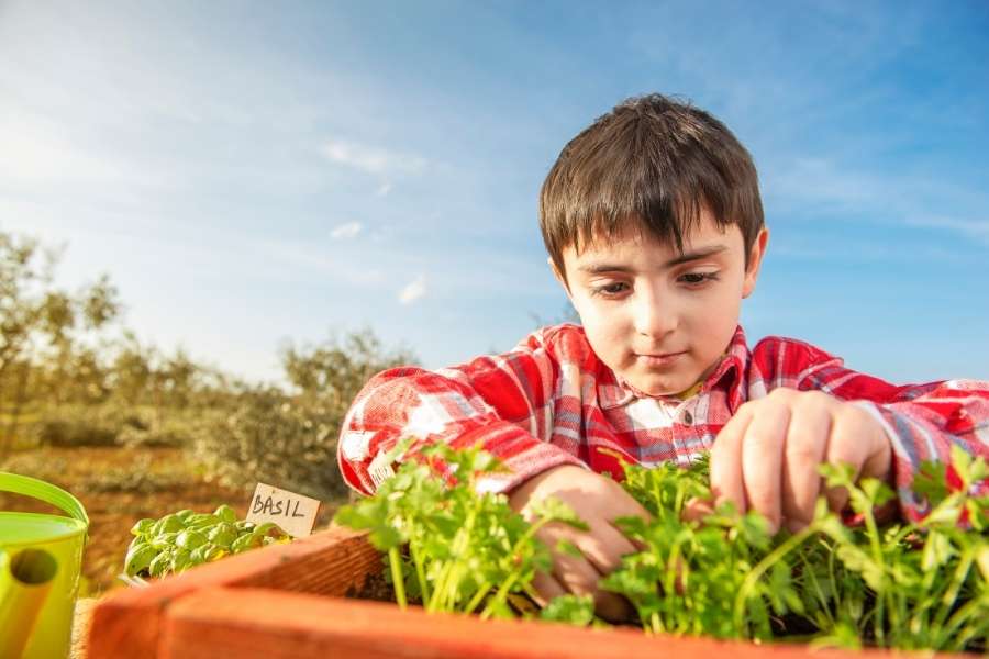 Jeune garçon cultivant des plantes aromatiques bio dans son jardin