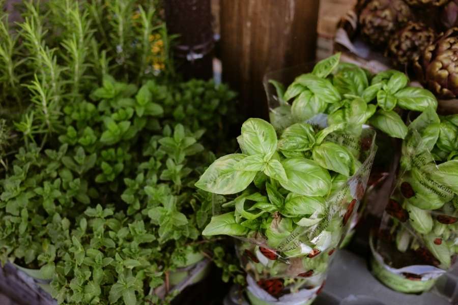 Collection variée de plantes aromatiques bio Assortiment de plantes aromatiques bio en pots dans une jardinerie